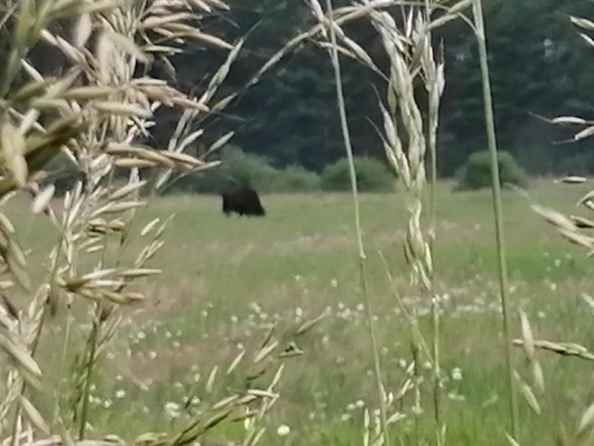 Ostoja Lägenhet Białowieża Exteriör bild